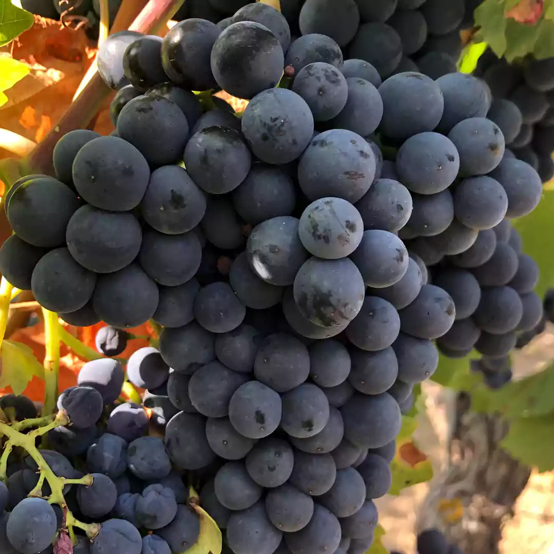 Sustratos a medida para el cultivo de uva